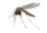 Moustique_edited.png