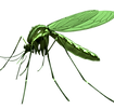 Extermination - Gestion parasitaire