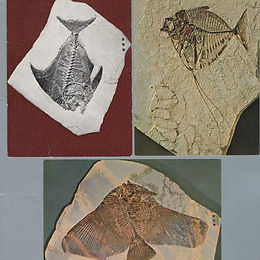 .Guida: 0317 C. Tematiche