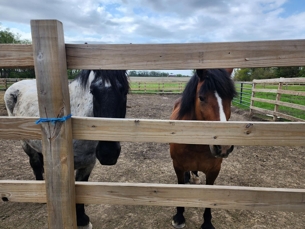 Blue & Dixie