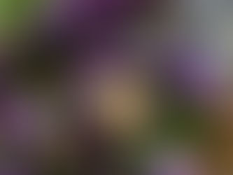 1月の季節のお花および価格変更について