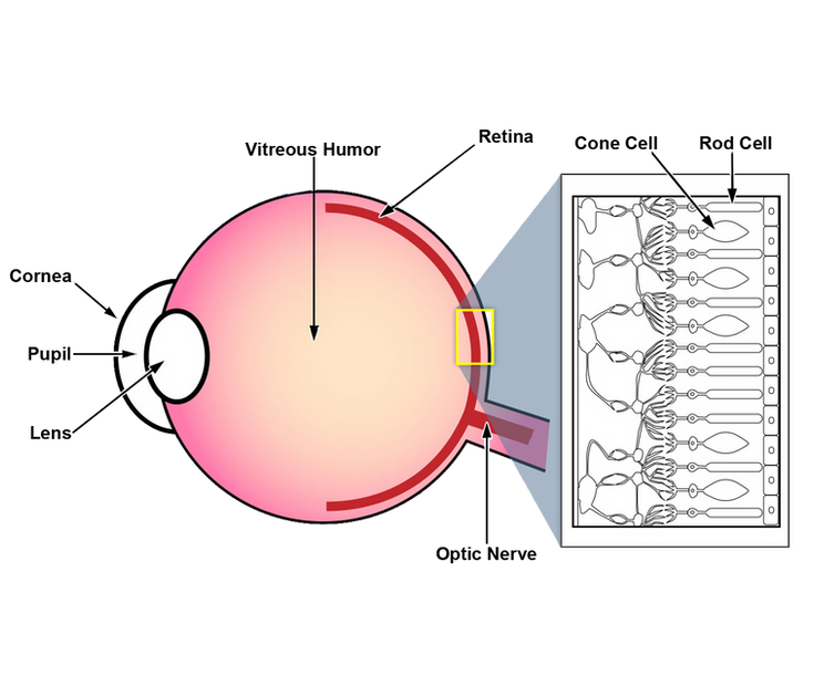 Medical illustration of the human eye anatomy for instructional digital curriculum.