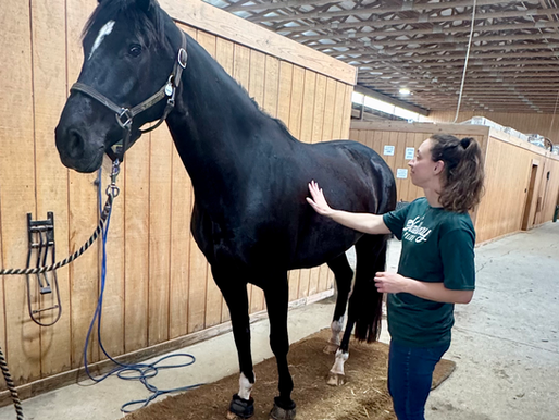 Monthly Weigh-Ins and Body Condition Scoring at Miramonte Equine for Optimal Equine Health
