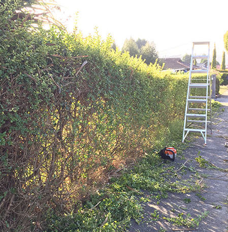 hp_Hedging-and-pruning-eight.jpg