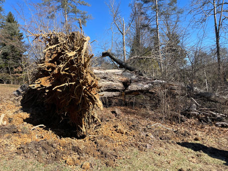 When High Winds and Saturated Soils Mix