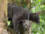 A picture of a black cat in a tree