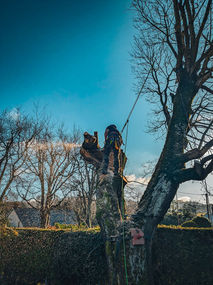 a storm damage tree being repaired