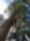 pictures of trees in a forest