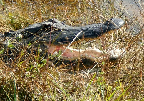 Alligator.jpg