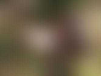 Vazal, when comfort meets tradition...