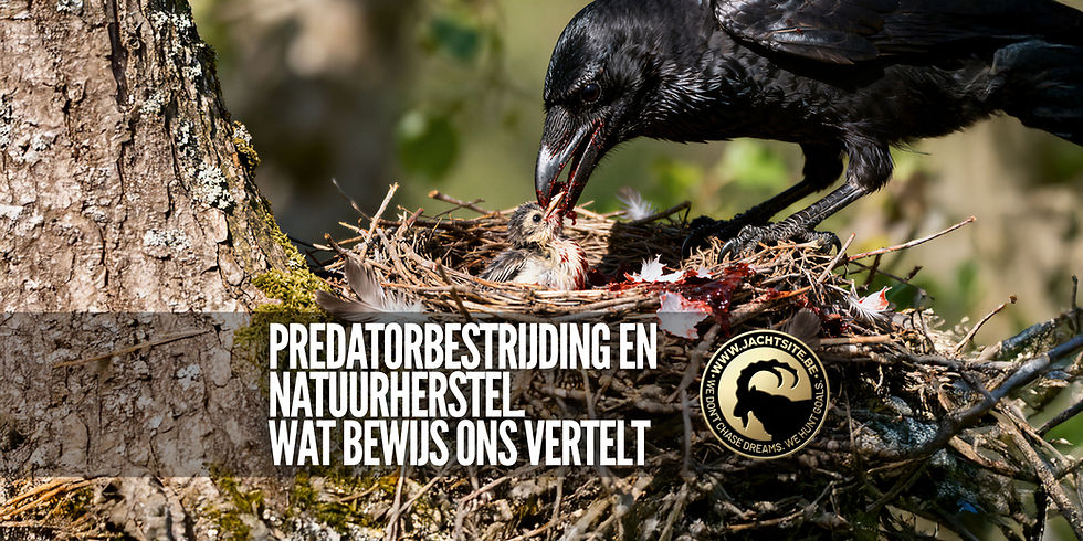 Predatorbestrijding en natuurherstel: wat het bewijs ons vertelt