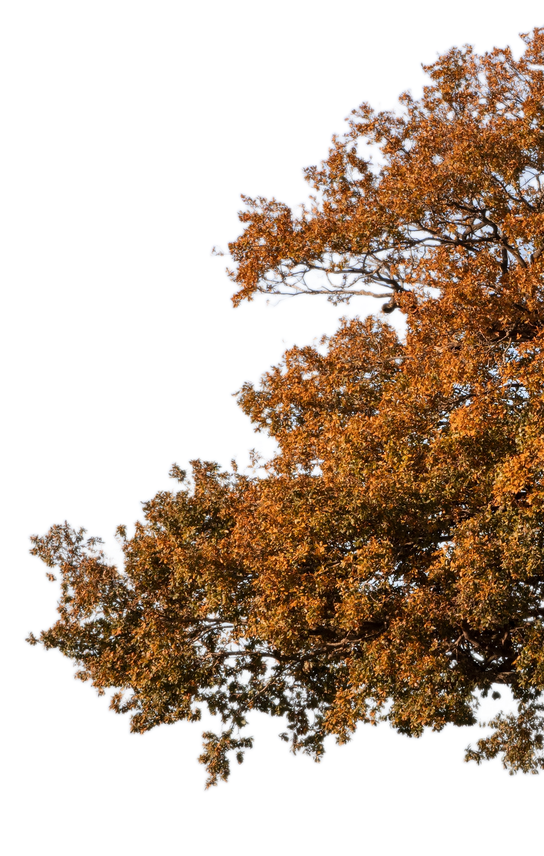 eik in herfstbladeren