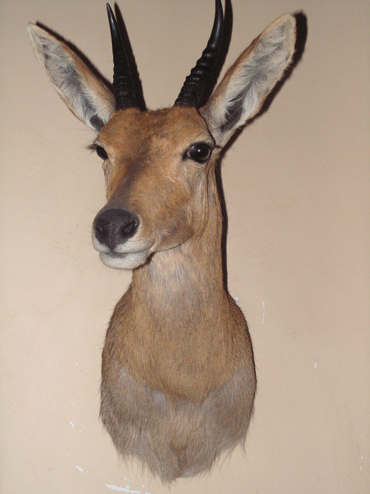 Mountain Reedbok