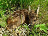 Opgepast voor reewild