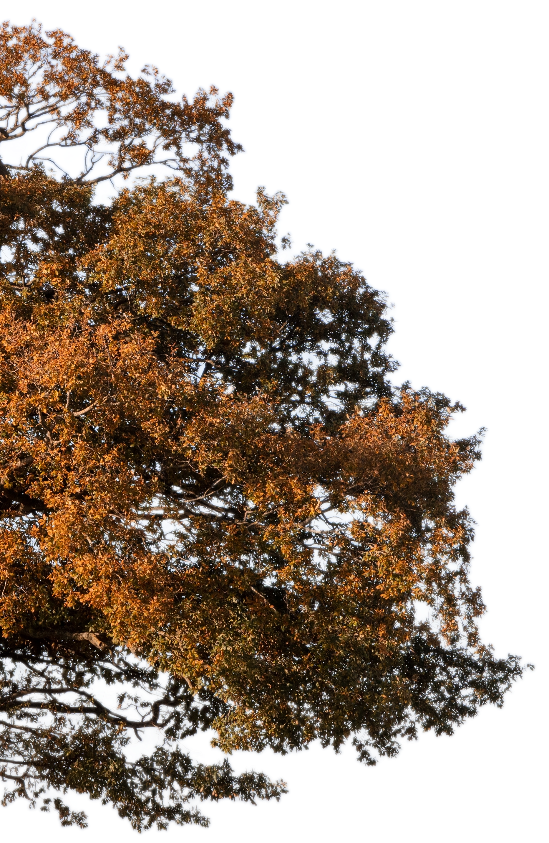 eik in herfstbladeren