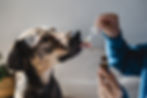 dierenarts vanhaste homeopathie.jpg