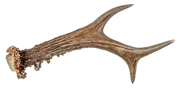 shutterstock_231195613.png