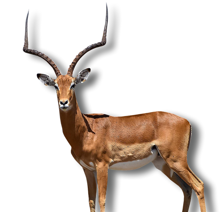 vaalkrans antelope2.png