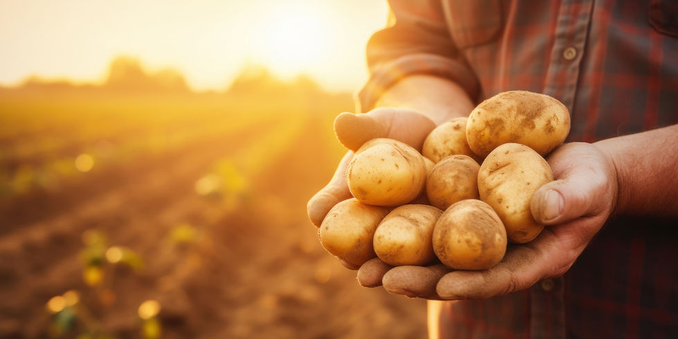 belfries aardappelen.jpg