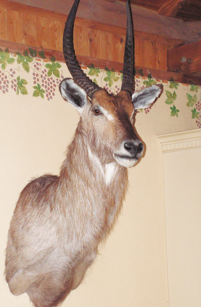 Waterbok