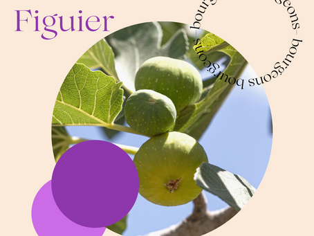 GEMMOTHERAPIE (Bourgeons) de Figuier