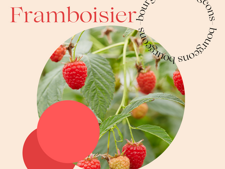 GEMMOTHERAPIE (Bourgeons) de Framboisier.