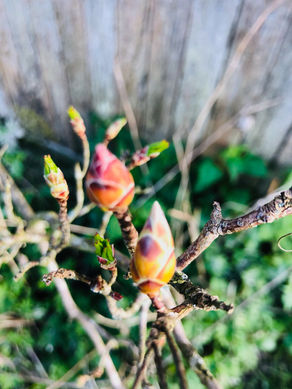 Gemmothérapie... au plus près des bourgeons de printemps en Ariège!