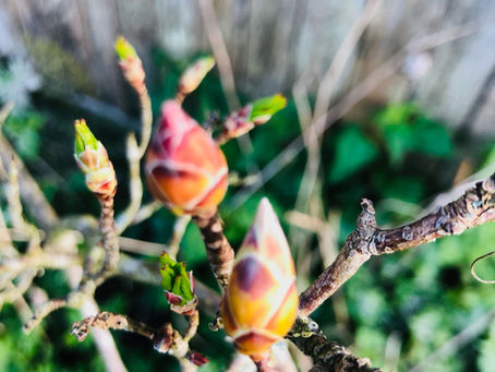 Gemmothérapie... au plus près des bourgeons de printemps en Ariège!