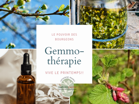Une macération de Bourgeons (Gemmothérapie) : comment cela se présent-t-il et comment la prendre?