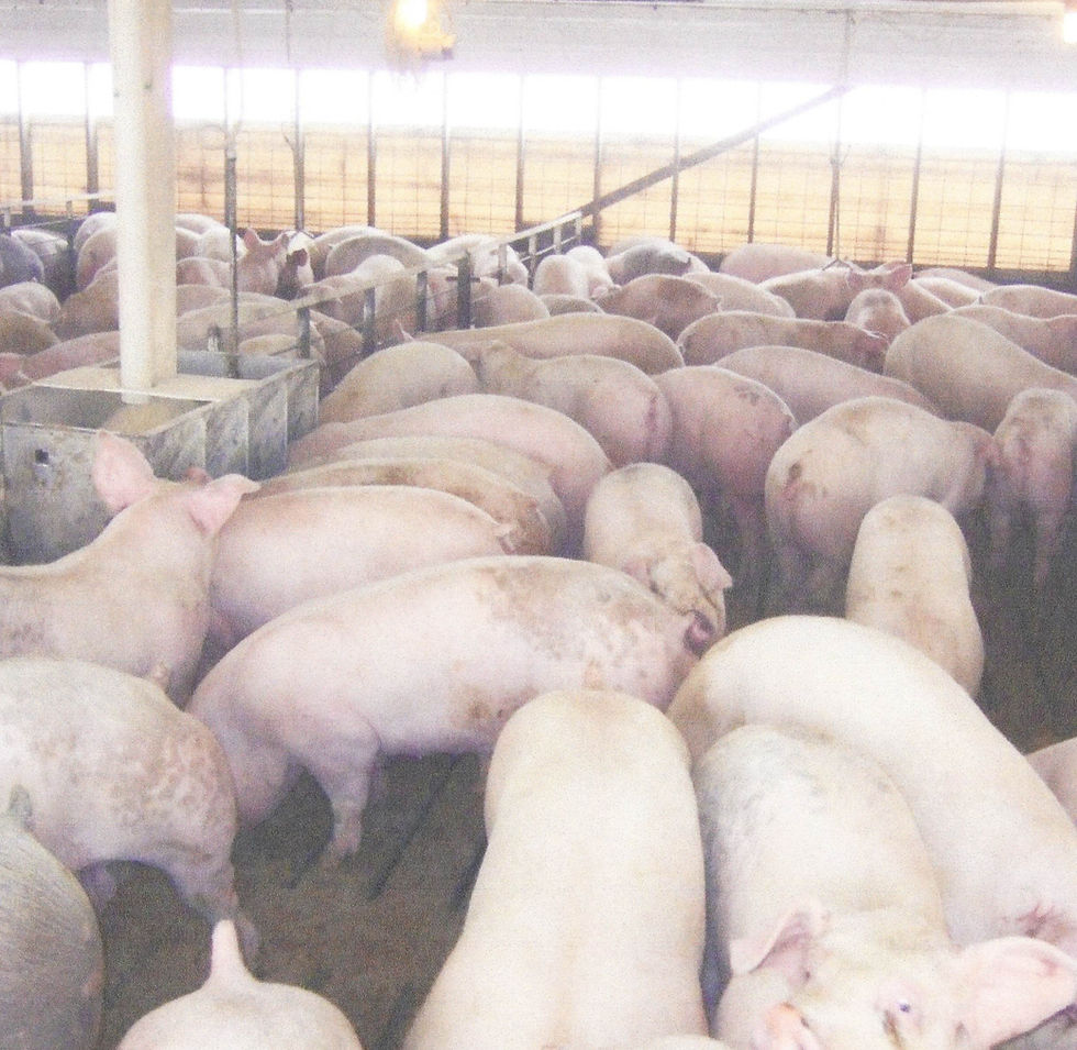 Numerous pink pigs in a crowded barn, looking towards the camera. The room is plain, with muted colors and no visible text.