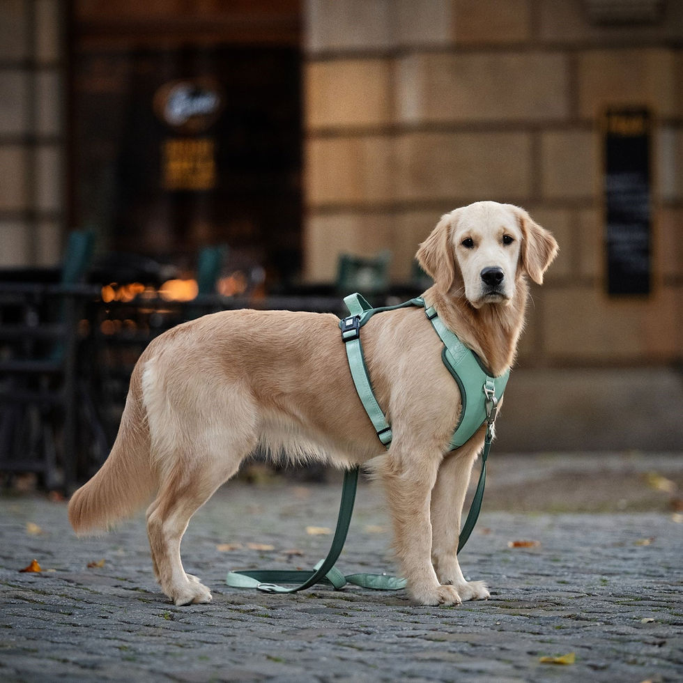 Miniature : Harnais de sport ergonomique Matrix 2.0 Gotcha! coloris lavande pour chien.