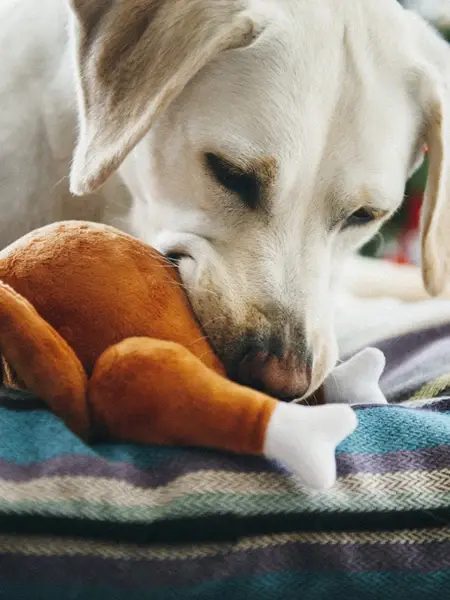 Miniature : CHIEN QUI MORD LA PELUCHE EN FORME DE DINDE POUR OEL