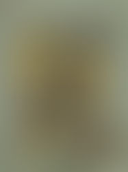 Collage and Photographed by Pim Top, 2025. © Bodemjuweeltjes