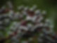 elderberries-ge65c4925d_1280.jpg