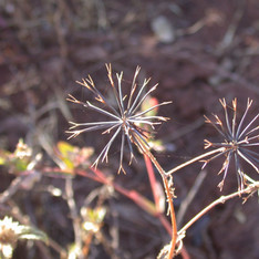 Mining Area C Weed Survey