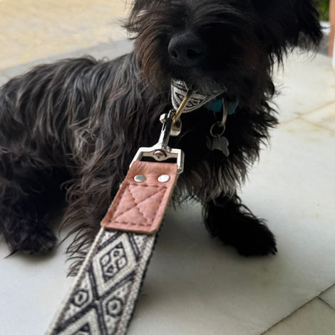 Correas y collares de perro