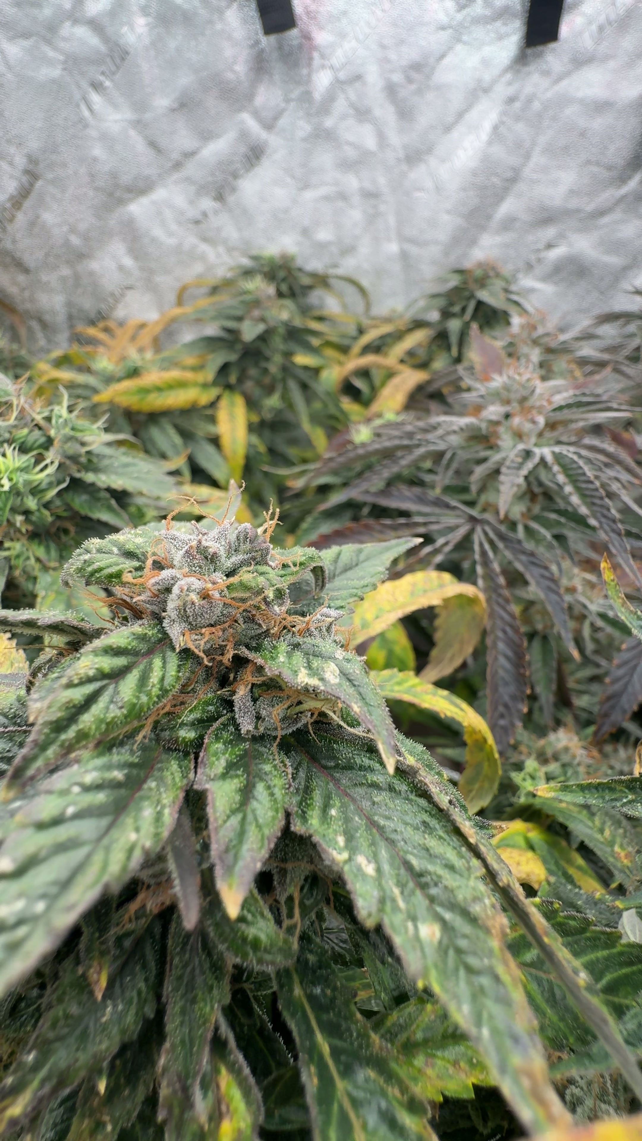 East Coast Sour Diesel