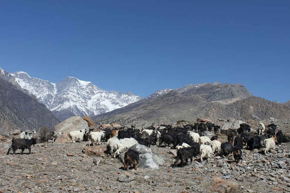 Nepal's Cashmere Charm: A Himalayan Delight