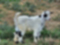 Miniature Goats