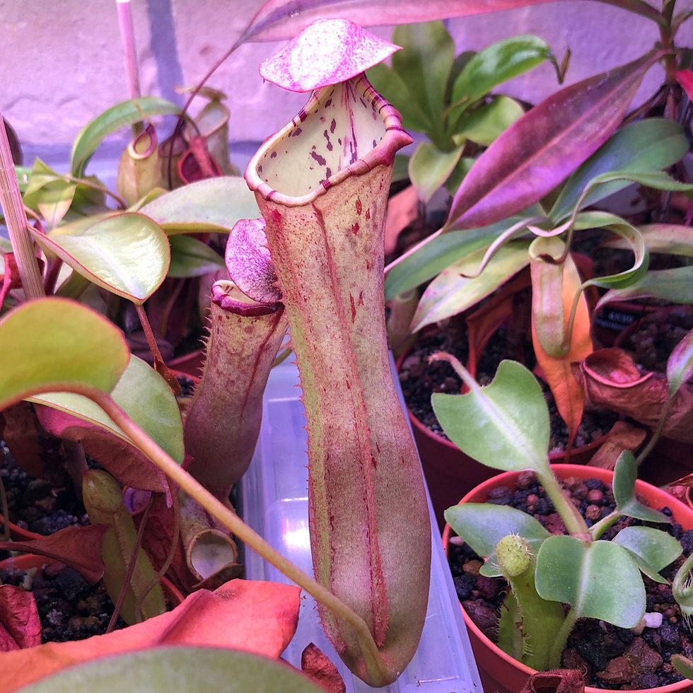 N. northiana x clipeata (Seed grown)