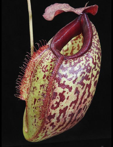 Thumbnail: BE-3877 N. merrilliana x aristolochioides – best selected clones