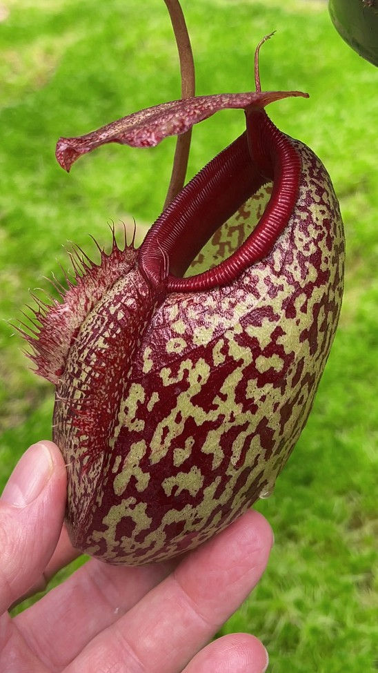 Thumbnail: BE-3877 N. merrilliana x aristolochioides – best selected clones