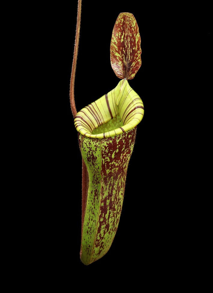 Thumbnail: BE-4027 N. ampullaria x (veitchii x lowii) – selected clone