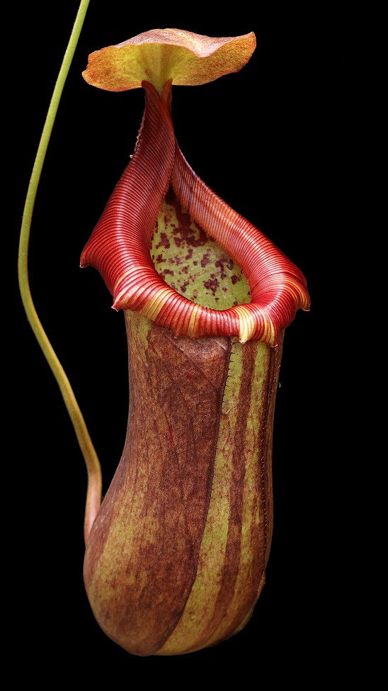 Thumbnail: BE-4074 N. robcantleyi x ventricosa – assorted clones