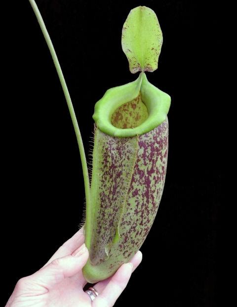 Thumbnail: BE-3881 N. spathulata x ampullaria – burgundy speckled
