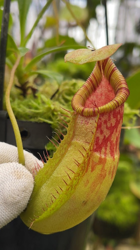 BE-4652 N. burkei x ephippiata | SG Carnivorium