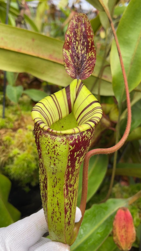 Thumbnail: BE-4027 N. ampullaria x (veitchii x lowii) – selected clone