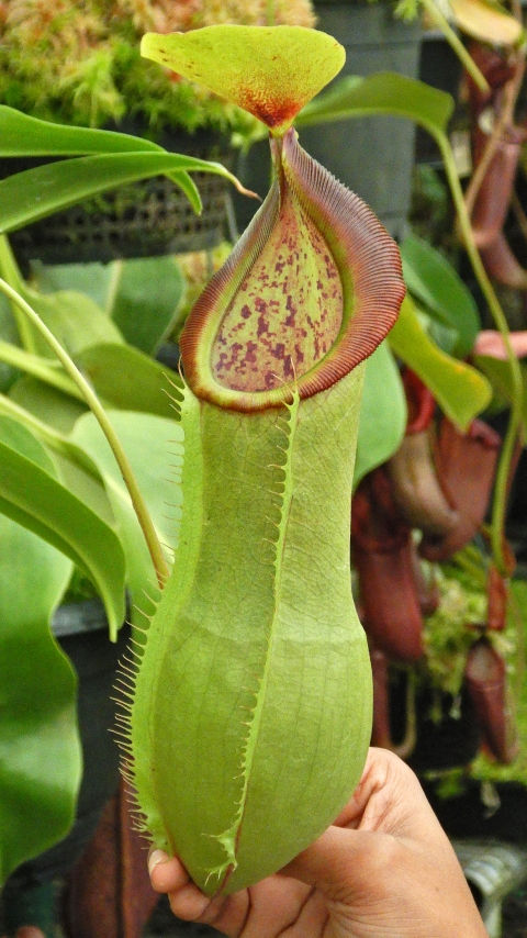 BE-3903 N. spathulata x tobaica – selected clone