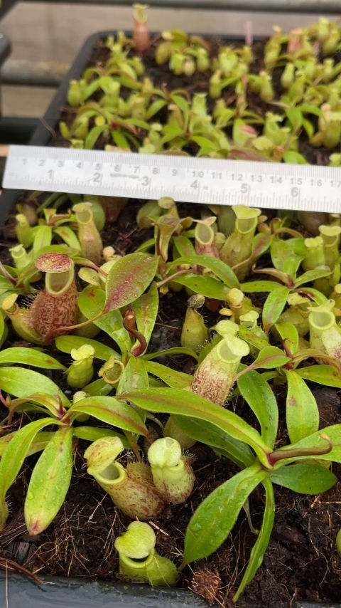 Thumbnail: BE-4687 N. gymnamphora – tall form