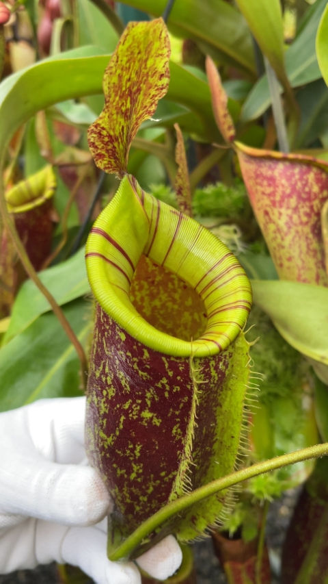 Thumbnail: BE-4027 N. ampullaria x (veitchii x lowii) – selected clone